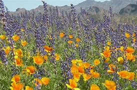 Image result for Arizona Plants and Flowers