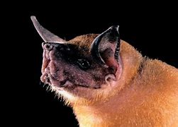Image result for Bulldog Bat Claws