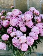 Image result for Peonies Flowers