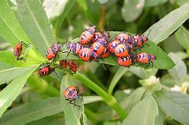 Image result for Bugs to Print for Pre-K