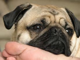 Image result for Cute iPhone Wallpapers Animal Dog