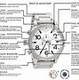 Image result for Inside Wrist Watch