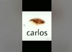 Image result for Carlos Cockroach Meme