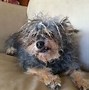 Image result for Ugly Dog Pics