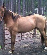 Image result for Carolina Marsh Tacky Horse