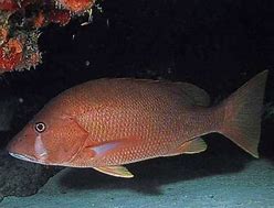 Image result for Snapper Species of the Southern Caribbean