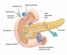 Image result for Pancreas Digestive System