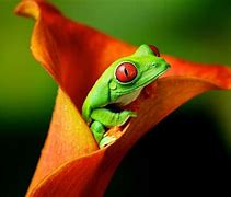 Image result for Tree Frog Background