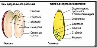 Image result for Семопровод Биология