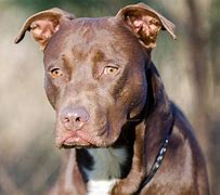 Image result for Pit Bull Terrier Dark Brown