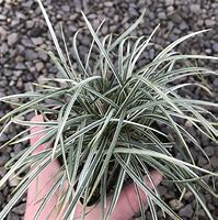 Image result for Ophiopogon japonicus