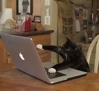Image result for Cat Memes PC Keyboard