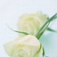 Image result for White Rose Phone Wallpaper