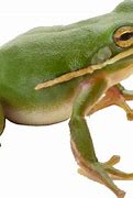 Image result for Sad Frog PNG
