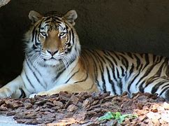 Image result for Zoo Tiger