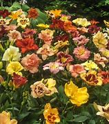Image result for Hemerocallis Whoopy