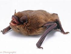 Image result for Pipistrelle Bat