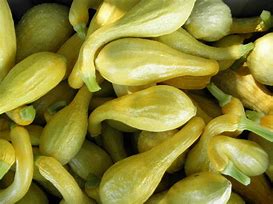 Image result for Yellow Summer Crookneck Squash