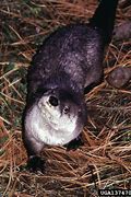 Image result for Female River Otter