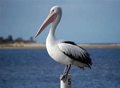 Image result for Pelican Images. Free