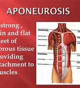 Image result for Aponeurosis