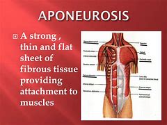 Image result for aponeurosis