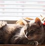 Image result for Cats Grooming Themselves