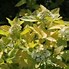 Physocarpus opulifolius Angel Gold માટે ઇમેજ પરિણામ