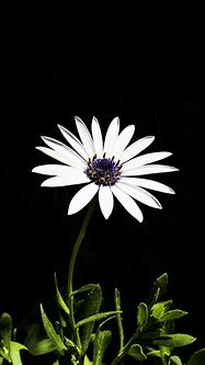 Image result for Wallpaper iPhone 6 Flowers