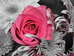 Image result for black pink flower wallpapers