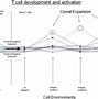 Image result for T Cells Function
