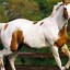 Image result for Painted Horse