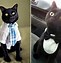 Image result for Cat in Business Suit