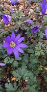 Image result for Anemone blanda Ingramii