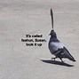 Image result for Tired Pigeon Meme