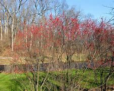 Image result for Lehigh Parkway Allentown PA