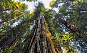 Image result for Sequoia Background