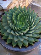 Image result for Succulent Plant Types