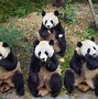Image result for Giant Panda Bear Babies