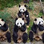 Image result for Unique Panda