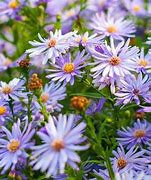 Image result for Aster Little Carlow