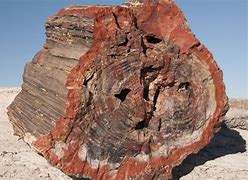 Image result for Petrified Wood Where to Find