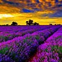 Image result for Free Pictures of Lavender Flowers