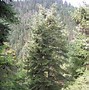 Image result for Picea Orientalis Compacta