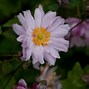 Image result for Anemone hybrida Mont Rose