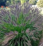 Image result for Pennisetum alopecuroides f. viridescens