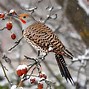 Image result for Snowbird Animal