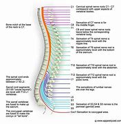 Image result for Nerves Branching From Cervical Spine