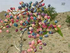 Image result for Back Garden Fruits Trees in Pakistan