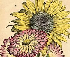 Image result for Free Vintage Sunflower